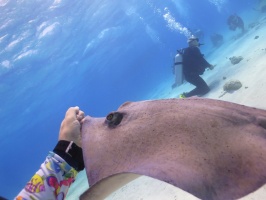 024 Stingray City IMG 5959